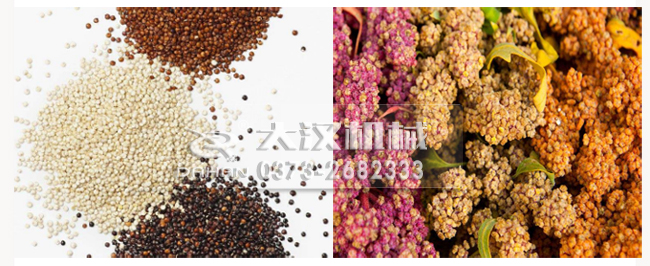 藜麥 藜麥